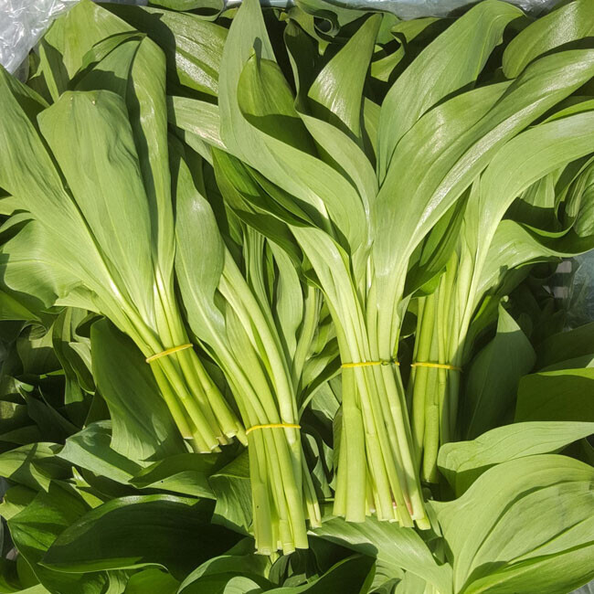 정자리 장터,[잎명이 2kg 무료배송] 강원도 인제 청정산골 산마늘,명이나물 2kg