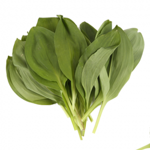 정자리 장터,[잎명이 2kg 무료배송] 강원도 인제 청정산골 산마늘,명이나물 2kg