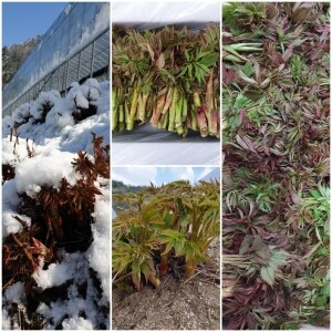 정자리 장터,강원도 인제 청정 산골 눈개승마 삼나물 1kg (예약판매)