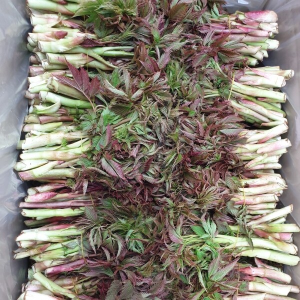 정자리 장터,강원도 인제 청정 산골 눈개승마 삼나물 1kg (예약판매)