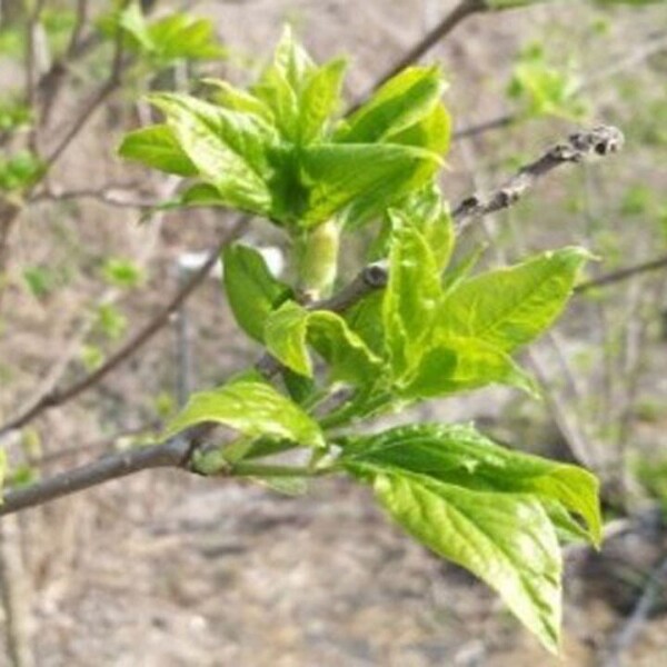 정자리 장터,강원도 인제 산골 오가피순 오가피나물 1kg (예약판매)