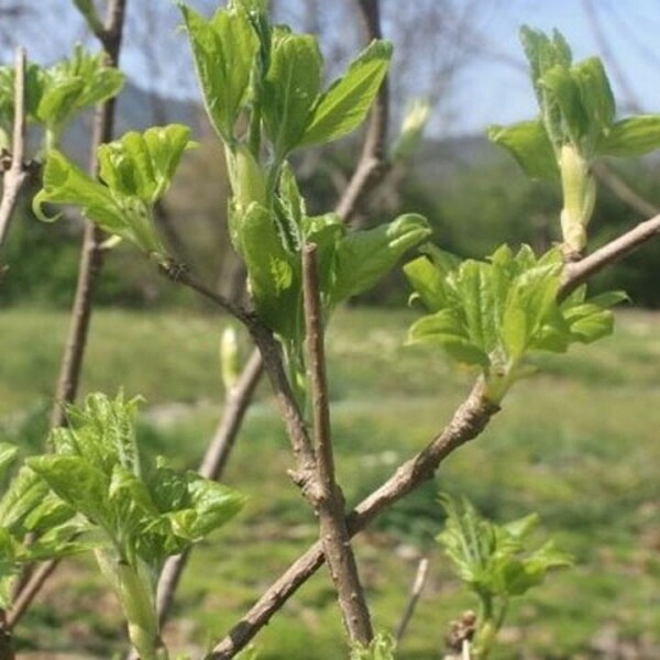 정자리 장터,강원도 인제 산골 오가피순 오가피나물 1kg (예약판매)