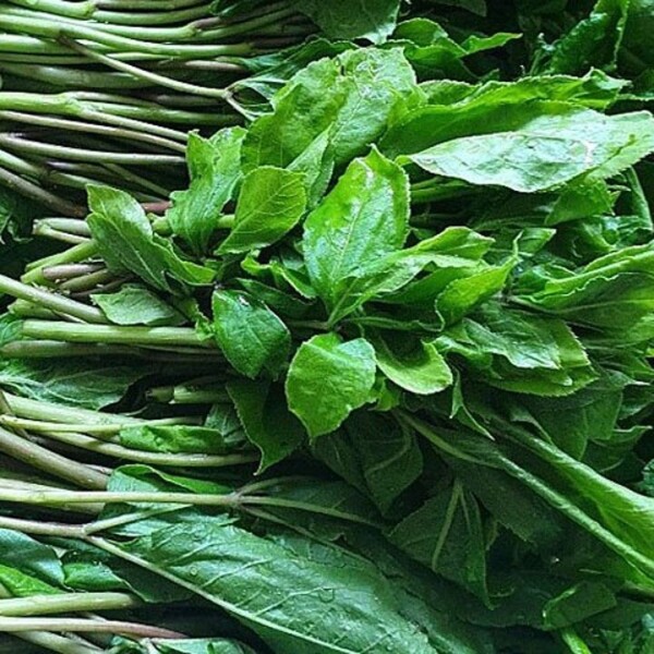 정자리 장터,강원도 인제 산골 오가피순 오가피나물 1kg (예약판매)