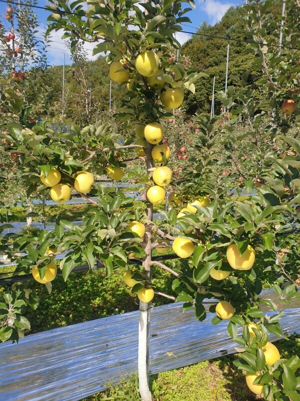 정자리 장터,[강원도 인제 꿀사과] 25년 햇사과 산골 햇부사 5kg, 10kg