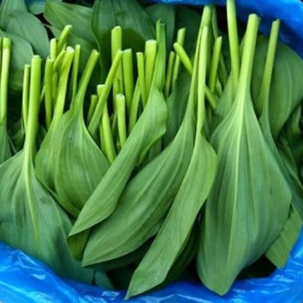 정자리 장터,[잎명이 2kg 무료배송] 강원도 인제 청정산골 산마늘,명이나물 2kg