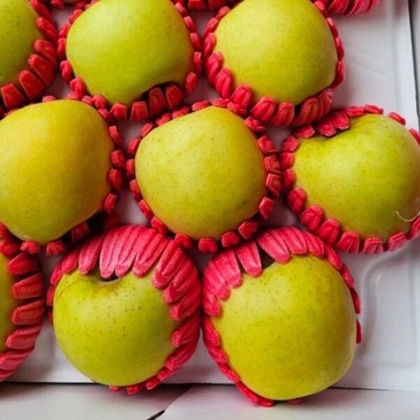 정자리 장터,[강원도 인제 꿀사과] 25년 햇사과 산골 햇부사 5kg, 10kg