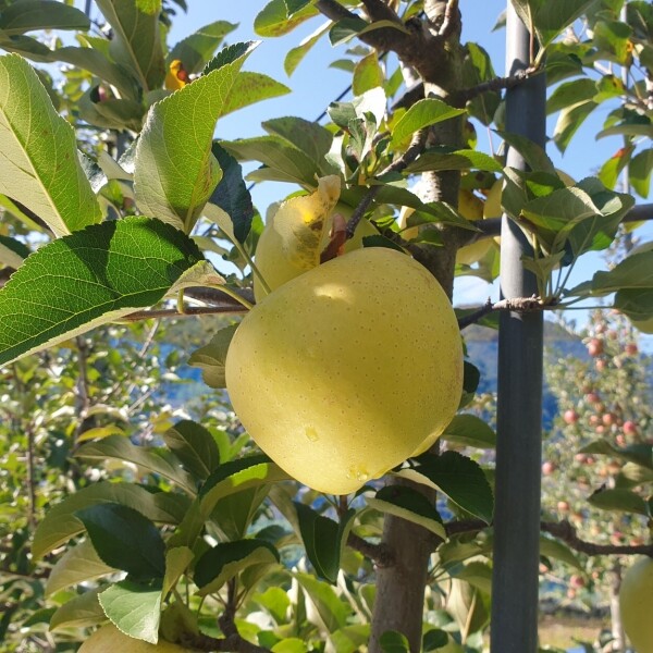 정자리 장터,[강원도 인제 꿀사과] 25년 햇사과 산골 햇부사 5kg, 10kg