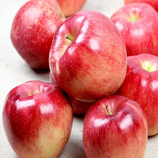 정자리 장터,[강원도 인제 꿀사과] 25년 햇사과 산골 햇부사 5kg, 10kg